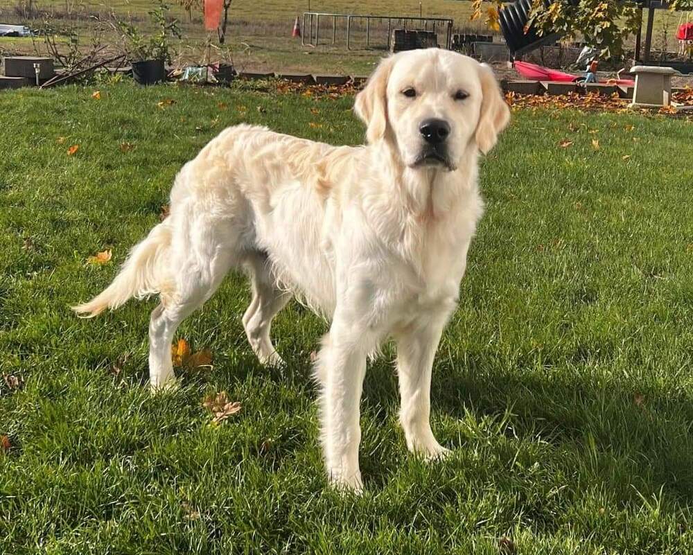 Legend is an English Cream Golden Retriever Stud from Serbia with national champion lineage residing here with us in Oregon
