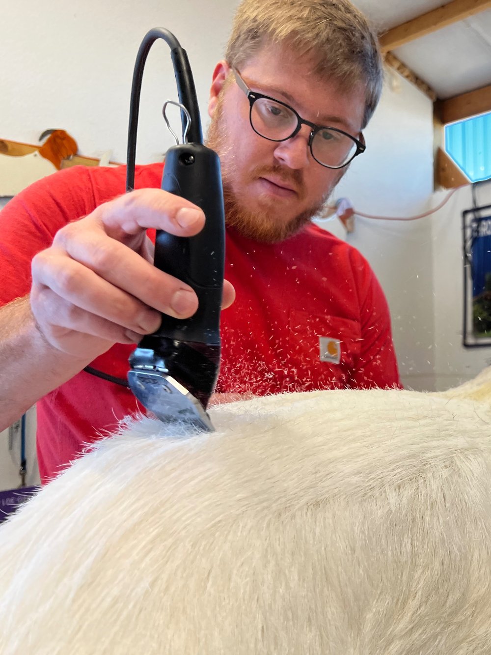 Ryan Throckmorton clipping goats for the show ring