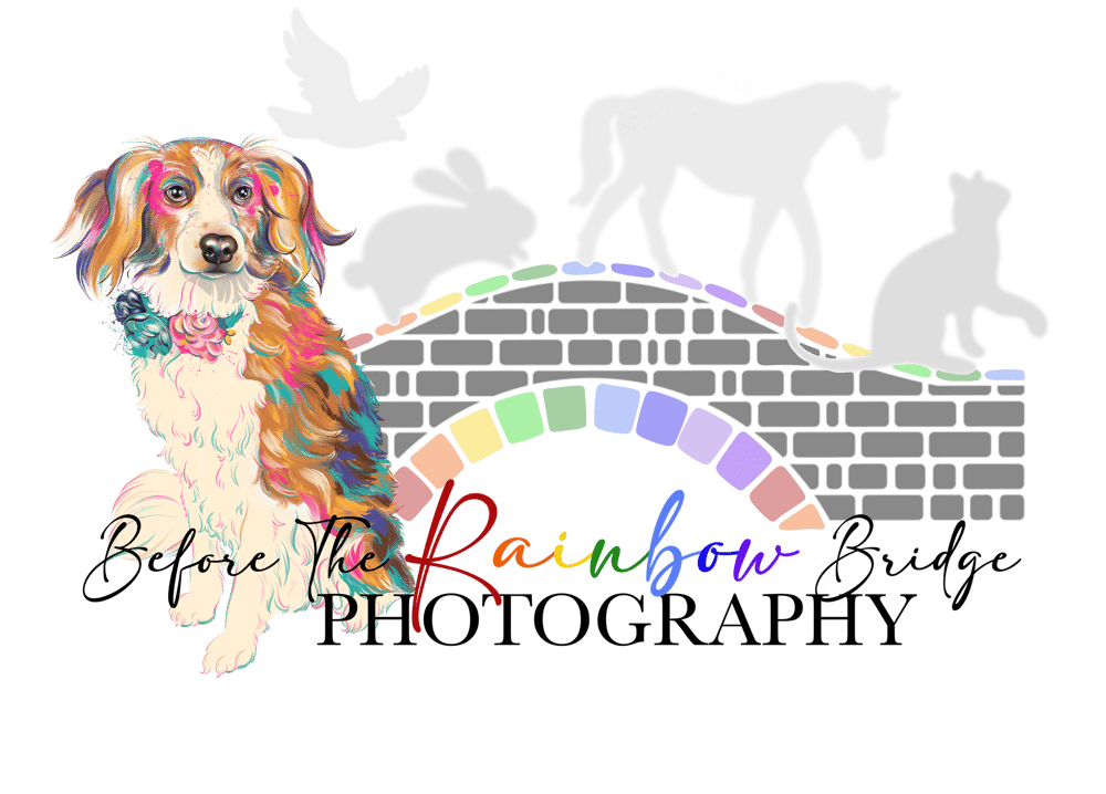 Pet Photography Greenville SC, Upstate SC Pet Photographer, End of Life Photographer, Pet Portrait Photographer, Greer SC Pet Portraits, Tasha Cannaday, Animal Photographer Greenville South Carolina