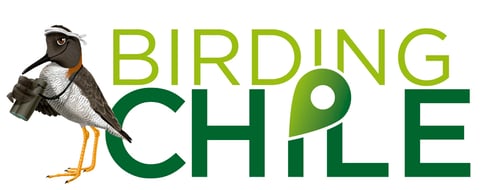 birding tours chile