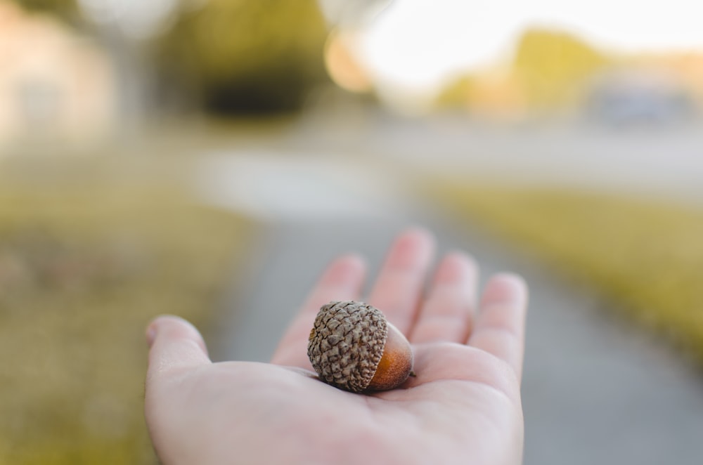 Simple shot of an acorn that i thought was cute!