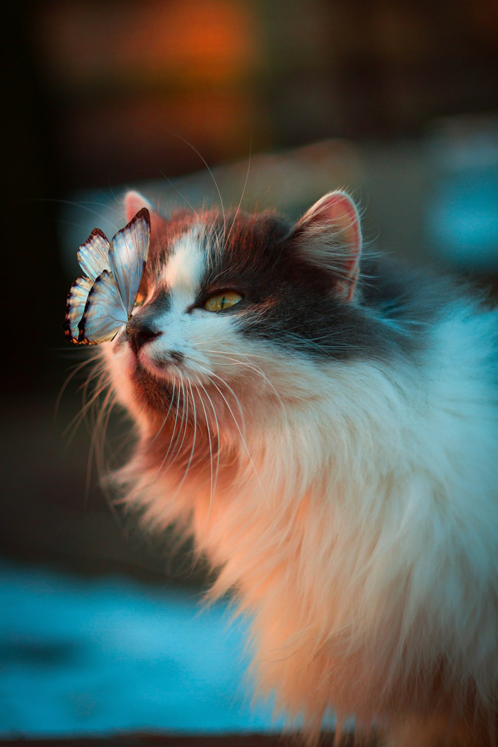 Happy pet cat playing with a butterfly