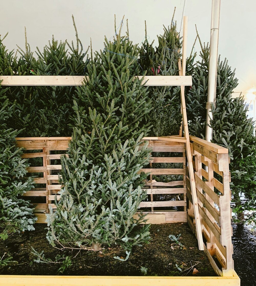 cut green christmas tree against frame