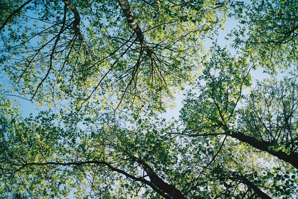 Looking up through a canopy of trees and blue sky. The branches have fresh green Spring leaves. Shot on film.