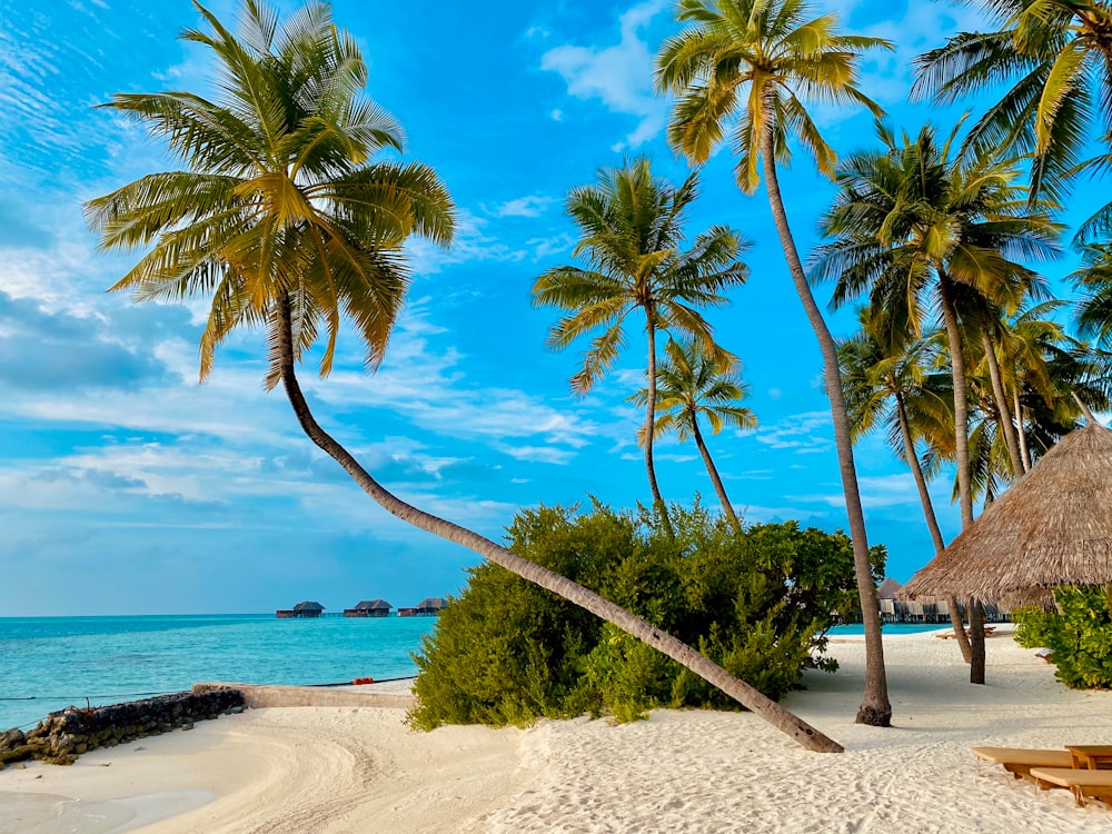 The Maldives - Conrad Rangali Islands! 👉🏻 Please credit my website: GlobalCareerBook.com 👈🏻