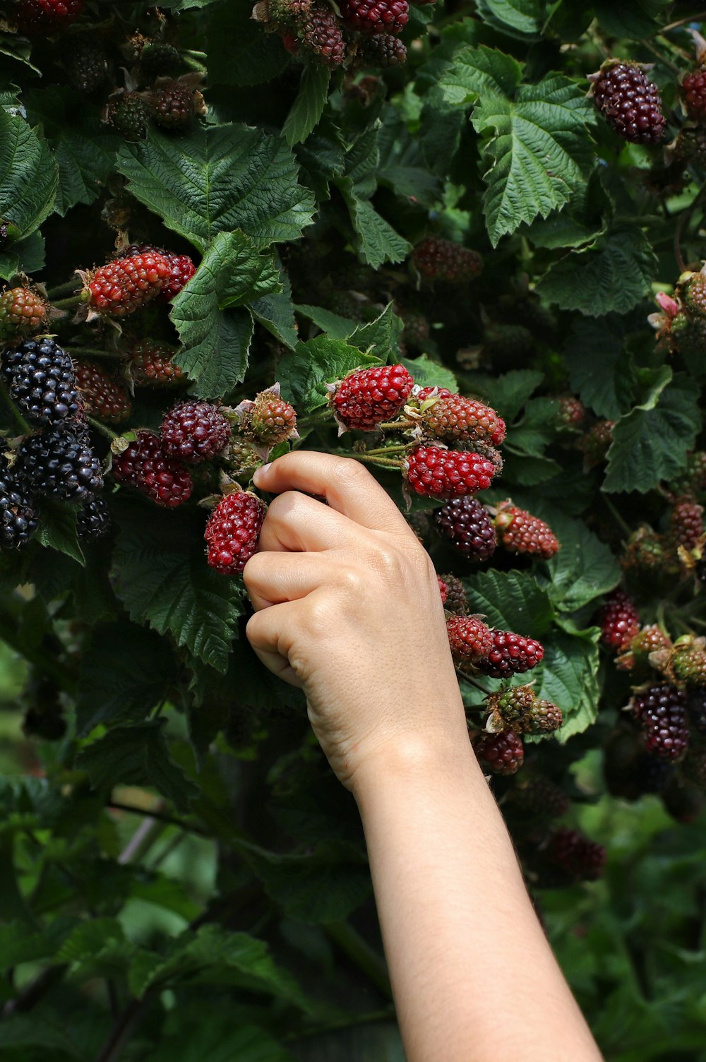 Berry picking. Blackberries!