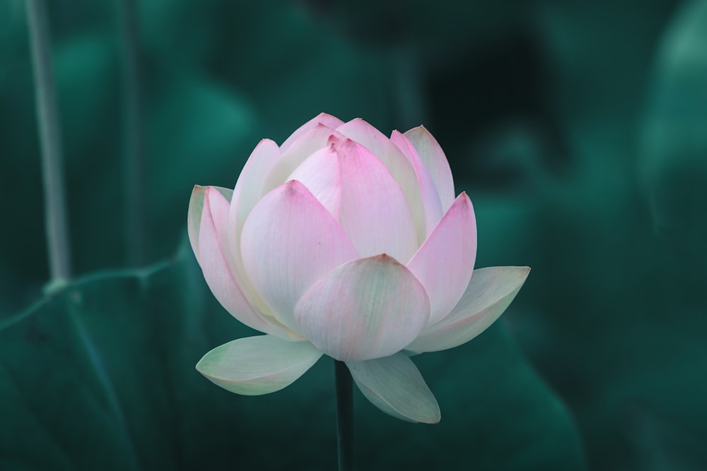 White and pink petaled flower spiritual life