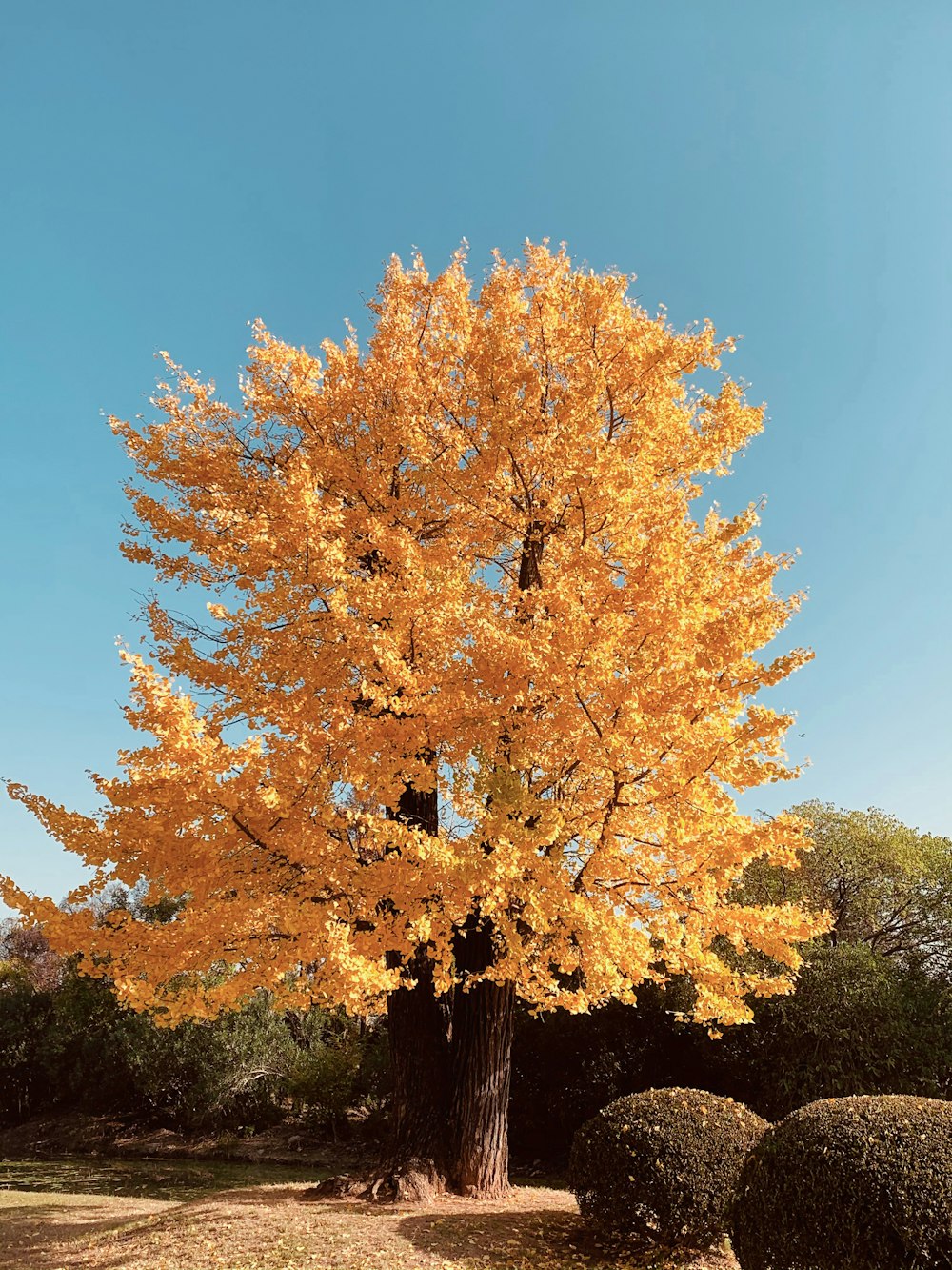 Gorgeous ginkgo tree