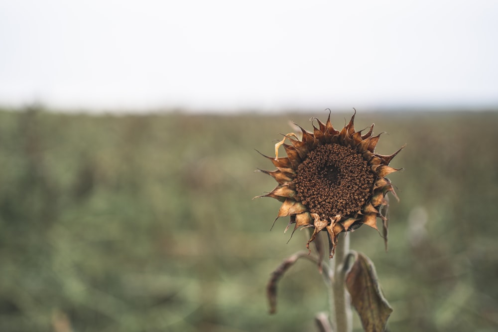 A sunflower in autumn