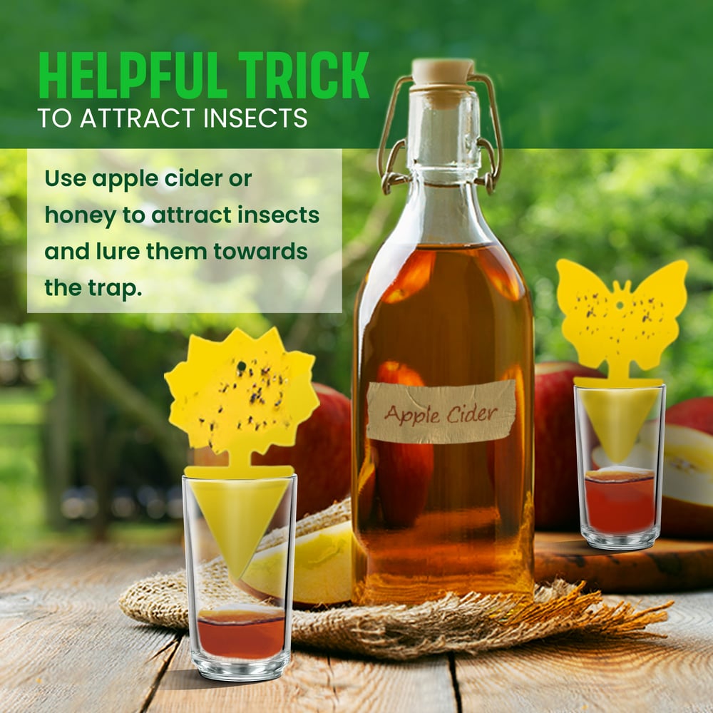 Attract Fruit Flies using Yellow Sticky Traps and apple cider vinegar.