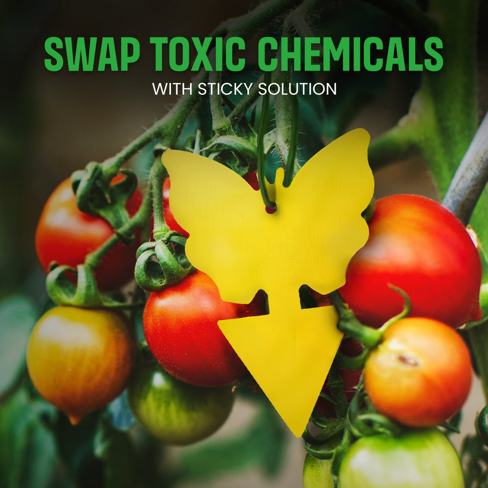 Non-toxic environmentally friendly Yellow Sticky traps.