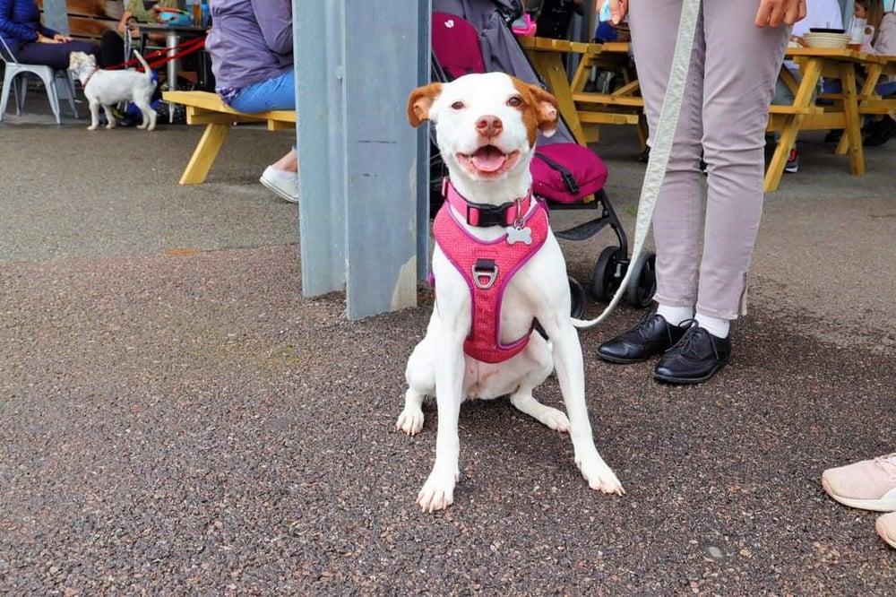 White dog in pink harness smiles towards camera