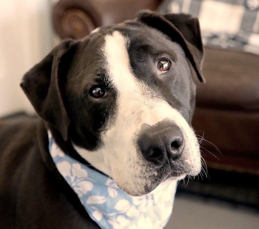sweet photo of black and white dog with blue scarf