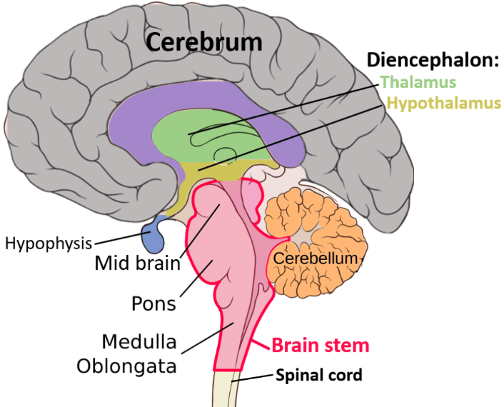 Brainspotting brain areas