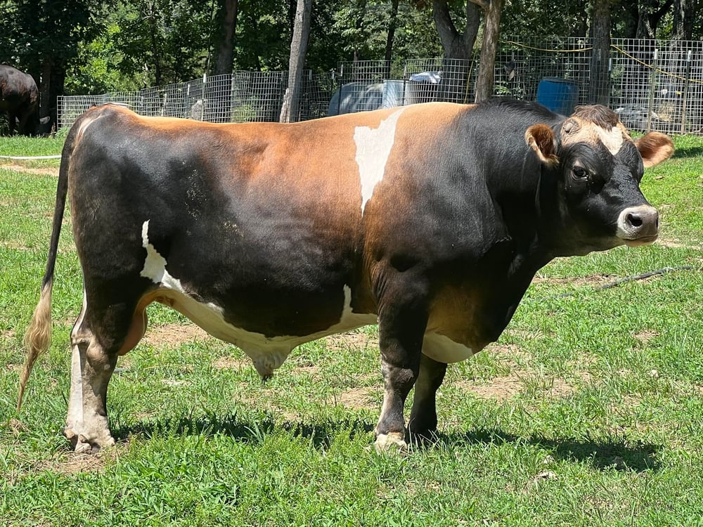 Mini Jersey Bull - Semen Available