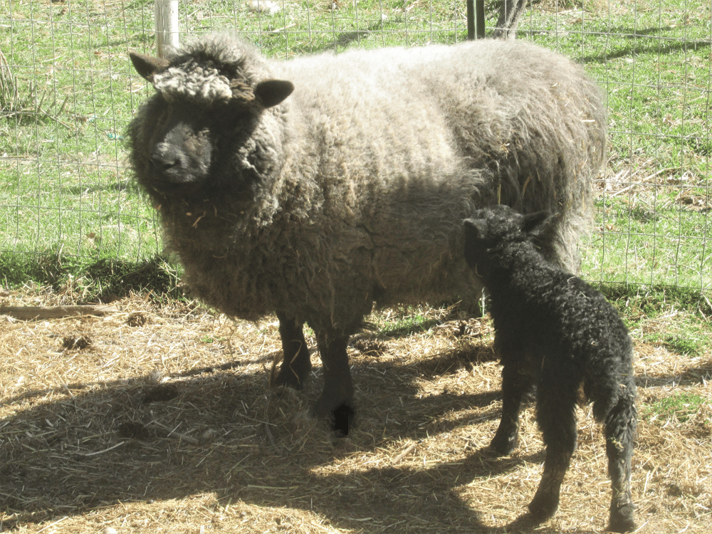 Ingvild, a female sheep from Snowgrass Winery, with her baby lamb Ingunn.