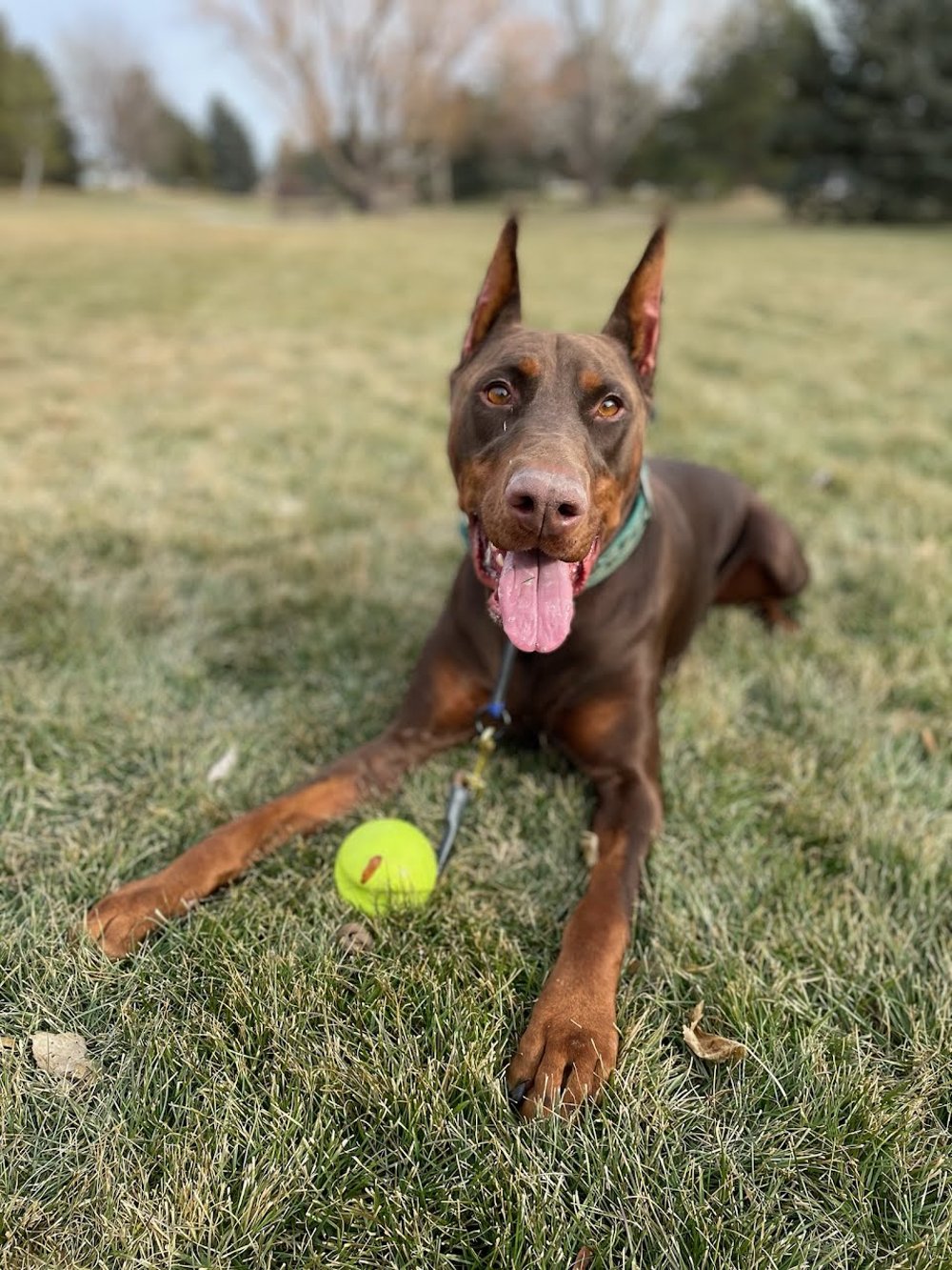 Ohio Dobermans Best Breeder in America Red Adult Male Doberman Sport Dog Cropped Ears Personal Protection Training with Tennis Ball Happy