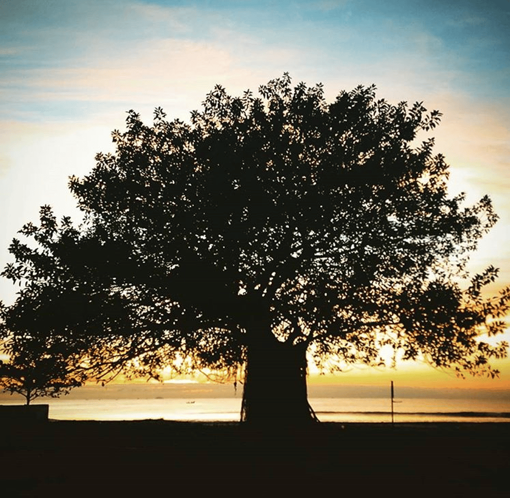 Sombra da Árvore com nascer do sol ao fundo