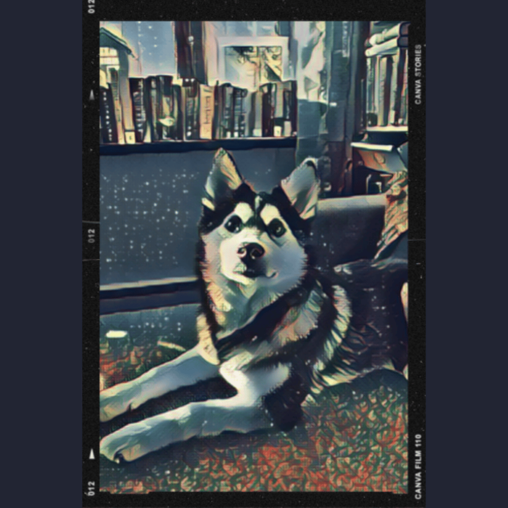 huxley the husky mascot and chief fur officer next to a library of books sitting near a window 