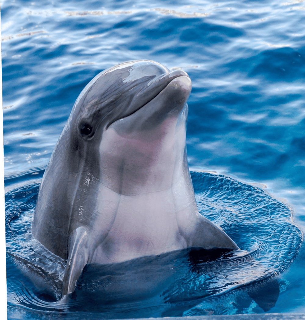 fort myers dolphin tours